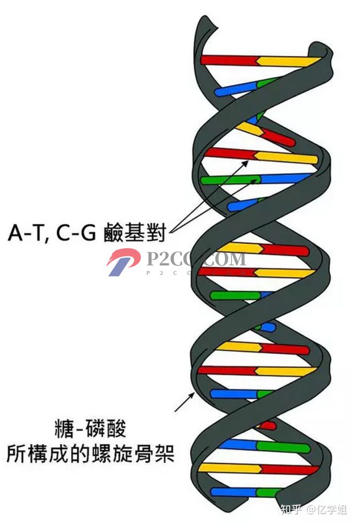 查出染色体异常对生孩子有什么影响(图2)