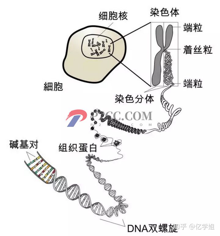 查出染色体异常对生孩子有什么影响(图1)