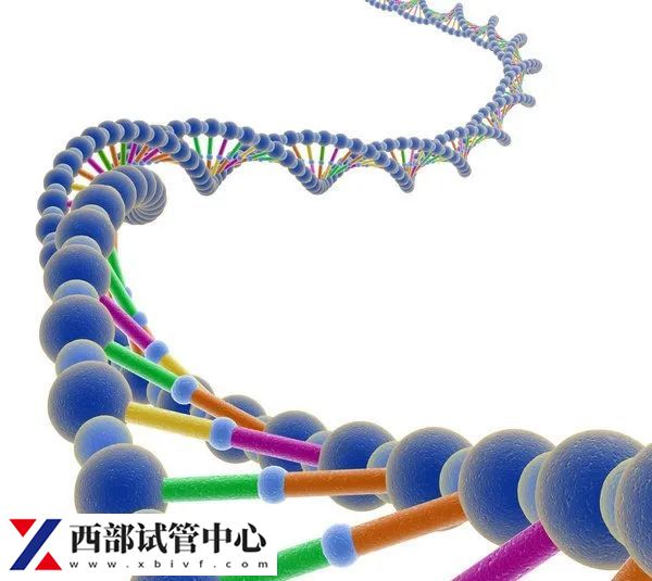 DNA水凝胶有望治疗脑出血术后二次出血