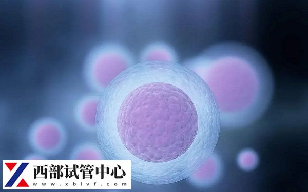 实施供精试管能配几个生殖细胞(图1) 理想的卵泡数量范围是8-15个