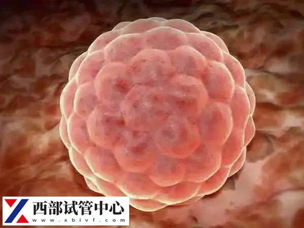 在重庆做试管婴儿成功率有多少