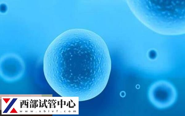 解冻囊胚收费约3000元不等