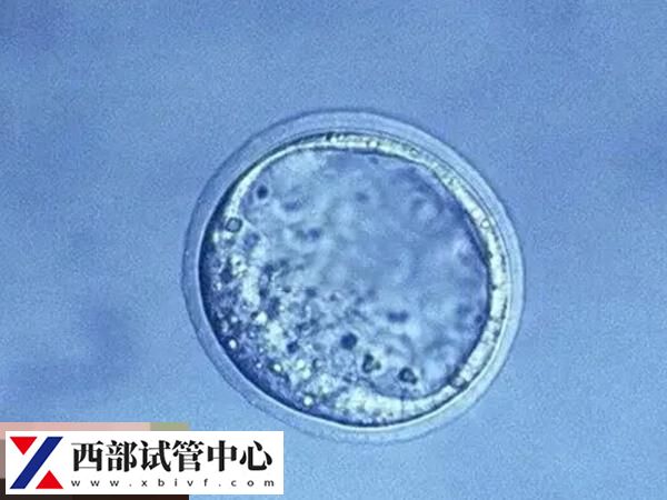 囊胚解冻后会放置在培养液中培养2-3小时