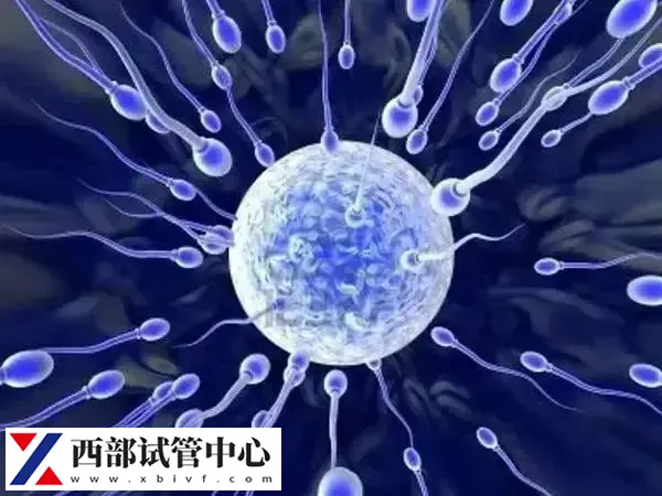 胚胎移植前后是否要避免剧烈运动(图1) 试管婴儿已经成为了一种常见的生育方式