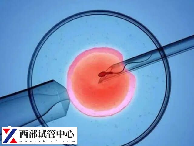 b级胚胎能不能养成囊胚提前知，附养囊成功率一览