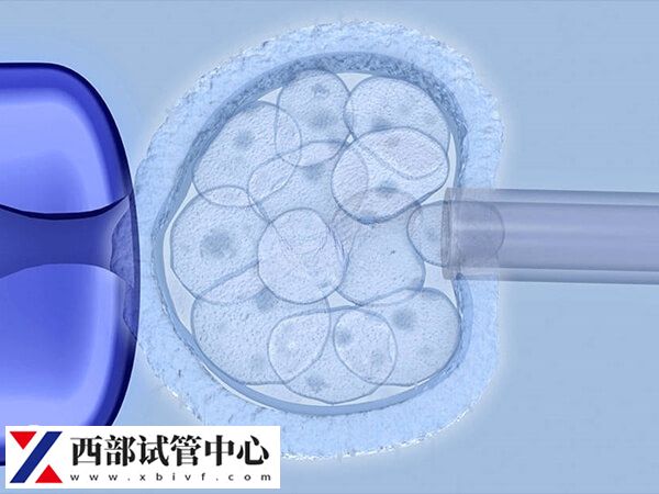 三级胚胎养囊好还是冷冻好快瞧，对比好处和风险就知
