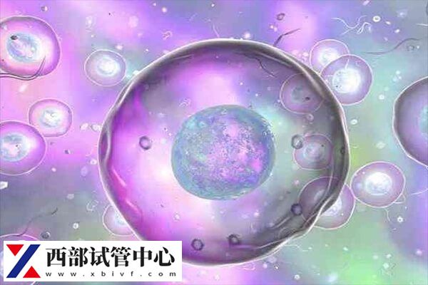 胚胎养囊的成功率取决于胚胎的质量