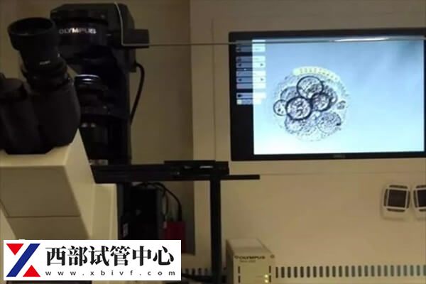 胚胎三级为什么建议养囊提前知，增加移植成功机会为其一