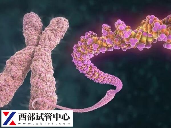 平衡易位发生无精症的概率高