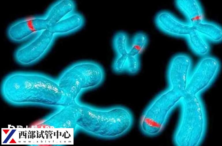 平衡易位是不是不遗传女