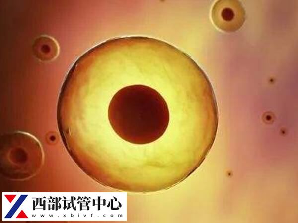 平衡易位是不是不遗传女(图3) 平衡易位染色体遗传概率男女都是50%