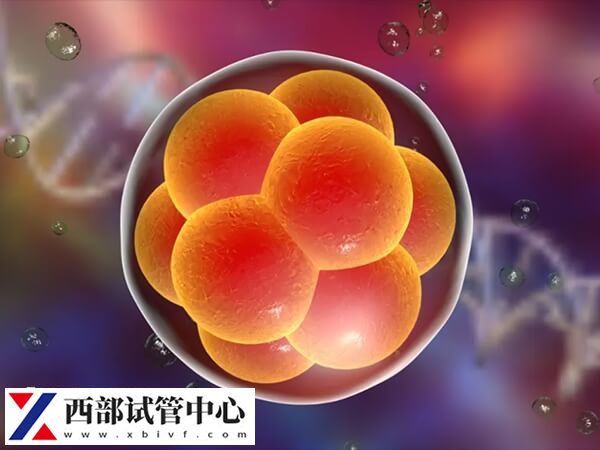 胚胎质量一般移植后会不会发育得好