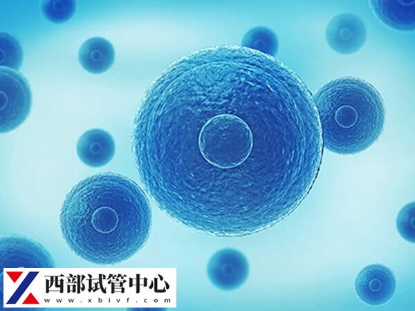 囊胚送检40天还没出结果可能是胚胎发育迟缓或停止